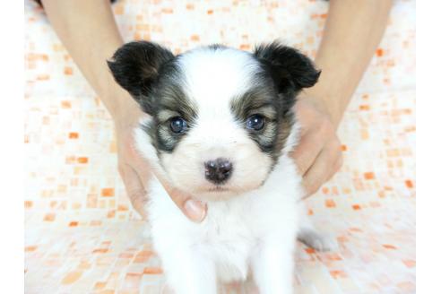 成約済の千葉県のパピヨン-60529の6枚目