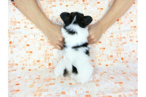 成約済の千葉県のパピヨン-60529の5枚目