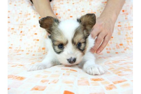 成約済の千葉県のパピヨン-60530の4枚目