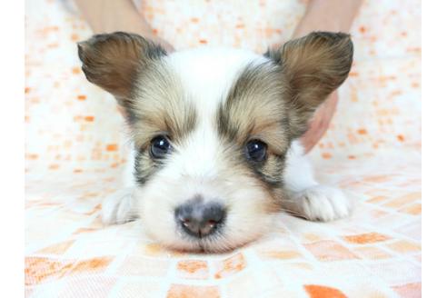 成約済の千葉県のパピヨン-60530の3枚目