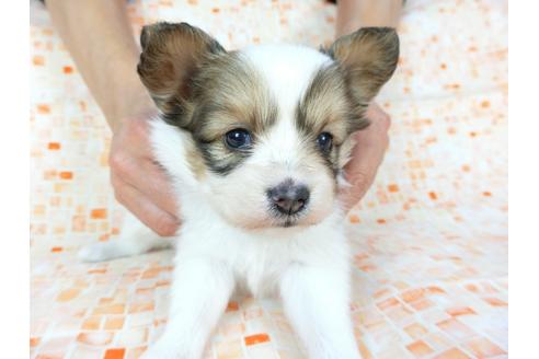 成約済の千葉県のパピヨン-60530の2枚目