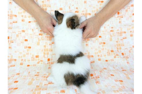 成約済の千葉県のパピヨン-60530の1枚目