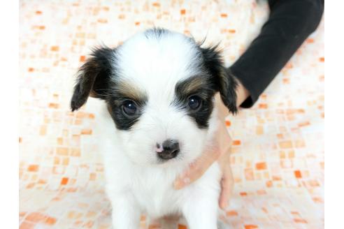 成約済の千葉県のパピヨン-60531の4枚目