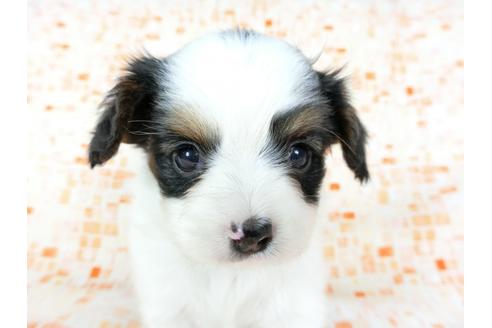 成約済の千葉県のパピヨン-60531の3枚目