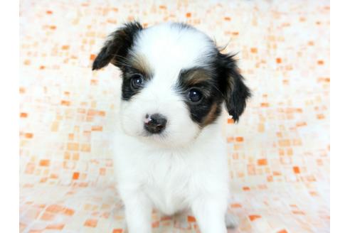 成約済の千葉県のパピヨン-60531の2枚目