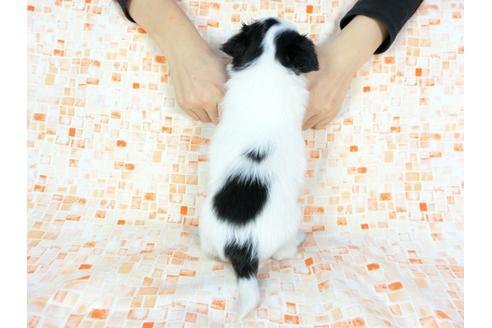 成約済の千葉県のパピヨン-60531の1枚目