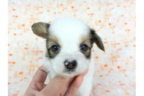 成約済の千葉県のパピヨン-60532の4枚目