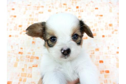 成約済の千葉県のパピヨン-60532の3枚目