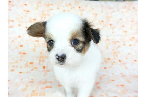 成約済の千葉県のパピヨン-60532の2枚目