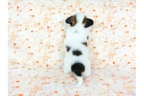 成約済の千葉県のパピヨン-60532の1枚目