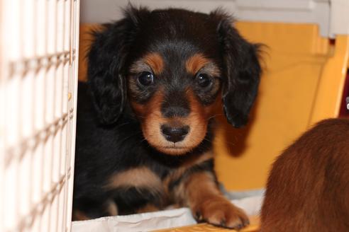 成約済の愛知県のカニンヘンダックスフンド(ロングヘアード)-58270の7枚目