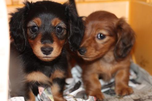 成約済の愛知県のカニンヘンダックスフンド(ロングヘアード)-58270