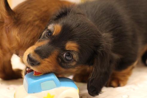 成約済の愛知県のカニンヘンダックスフンド(ロングヘアード)-58270の3枚目