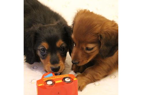 成約済の愛知県のカニンヘンダックスフンド(ロングヘアード)-58270の2枚目