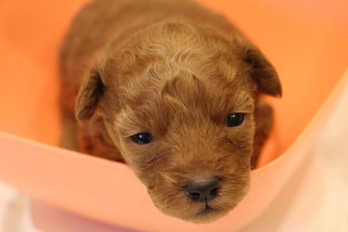 成約済の愛知県のトイプードル-59831の30枚目