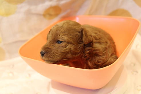 成約済の愛知県のトイプードル-59831の29枚目