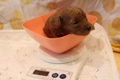 成約済の愛知県のトイプードル-59831の28枚目