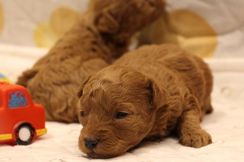 成約済の愛知県のトイプードル-59831の27枚目