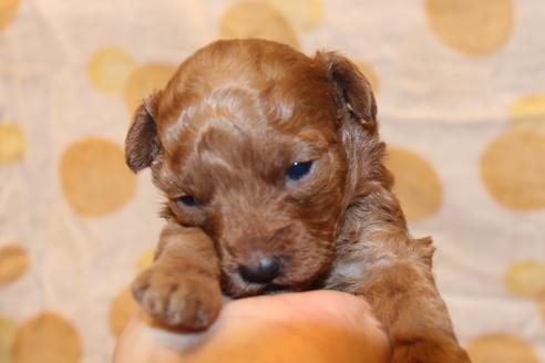 成約済の愛知県のトイプードル-59831の26枚目