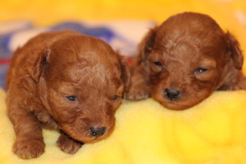 成約済の愛知県のトイプードル-59831の25枚目