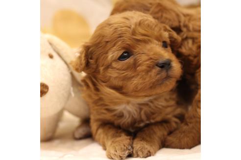 成約済の愛知県のトイプードル-59830の27枚目