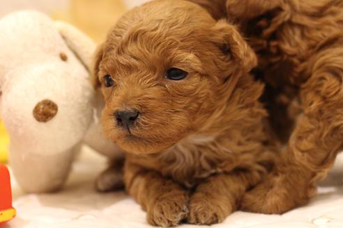 成約済の愛知県のトイプードル-59830の26枚目