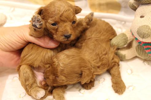 成約済の愛知県のトイプードル-59830の25枚目