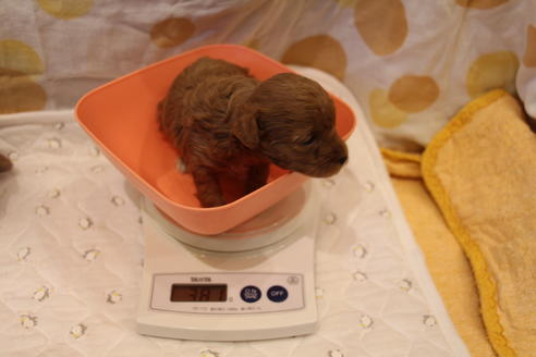 成約済の愛知県のトイプードル-59830の23枚目