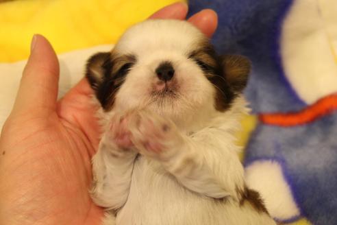 成約済の愛知県のシーズー-59824の15枚目