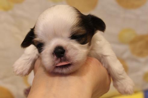 成約済の愛知県のシーズー-59824の14枚目