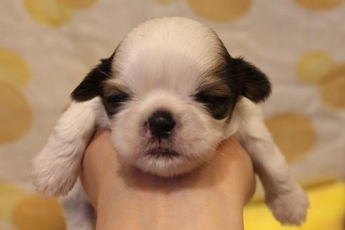 成約済の愛知県のシーズー-59824の13枚目