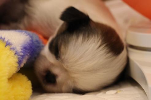 成約済の愛知県のシーズー-59824の12枚目