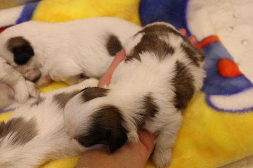 成約済の愛知県のシーズー-59824の11枚目