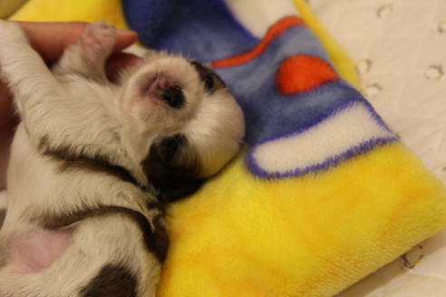 成約済の愛知県のシーズー-59824の10枚目