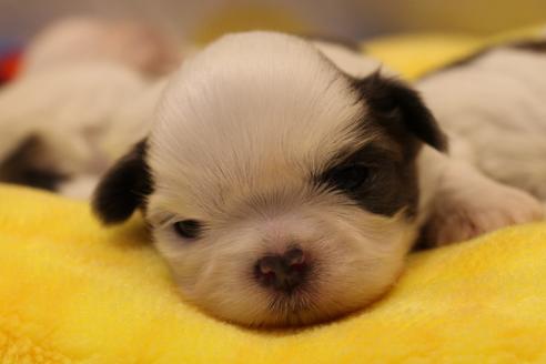 成約済の愛知県のシーズー-59823の68枚目