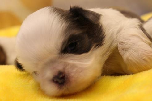 成約済の愛知県のシーズー-59823の67枚目