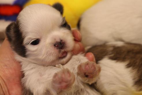 成約済の愛知県のシーズー-59823の66枚目