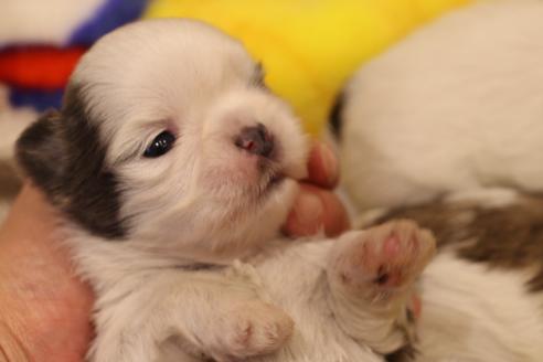 成約済の愛知県のシーズー-59823の65枚目