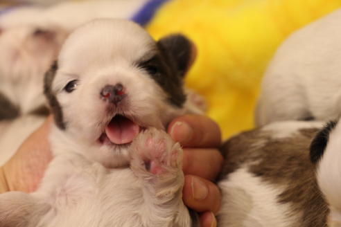成約済の愛知県のシーズー-59823の64枚目