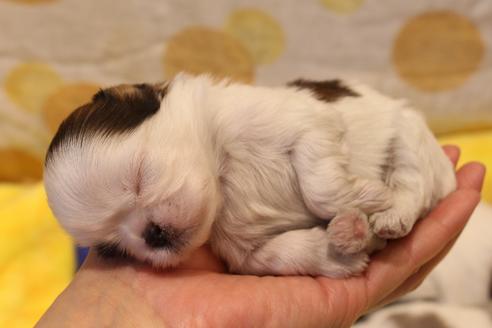 成約済の愛知県のシーズー-59826の14枚目