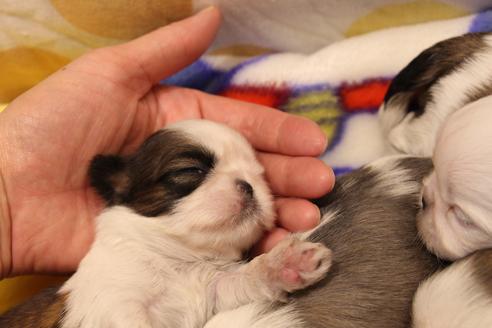 成約済の愛知県のシーズー-59826の13枚目