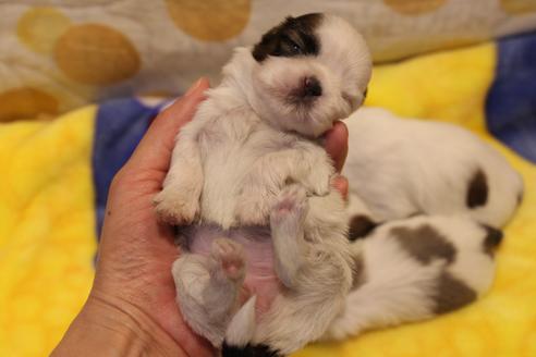 成約済の愛知県のシーズー-59826の12枚目