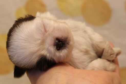 成約済の愛知県のシーズー-59826の11枚目