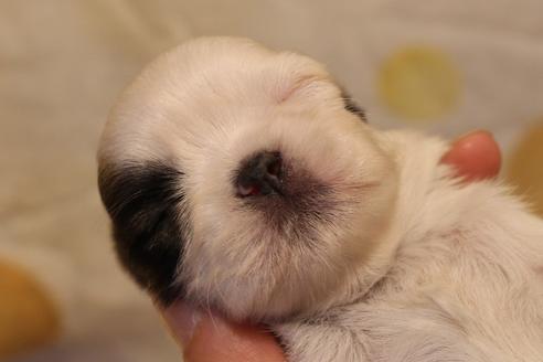 成約済の愛知県のシーズー-59826の10枚目