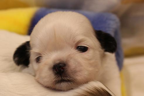 成約済の愛知県のシーズー-59821の27枚目