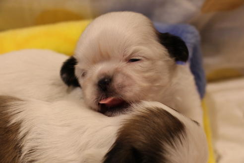 成約済の愛知県のシーズー-59821の26枚目