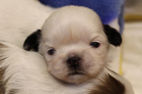 成約済の愛知県のシーズー-59821の25枚目