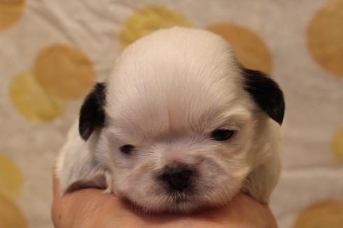 成約済の愛知県のシーズー-59821の24枚目