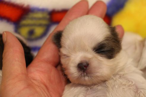 成約済の愛知県のシーズー-59825の18枚目