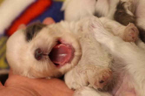 成約済の愛知県のシーズー-59825の16枚目